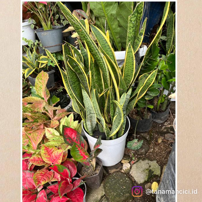 Gambar tanaman Sansiviera Lidah mertua tinggi ready surabaya - Pot putih rimbu dari Tanaman Cici Surabaya undefined Tokopedia