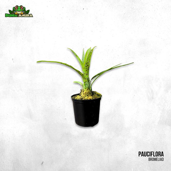 Gambar Tanaman Vivarium Bromelia/Neogerelia - Pauciflora dari Dunia Anura 99 undefined Tokopedia