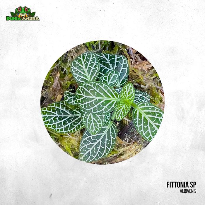 Gambar Tanaman Vivarium Fittonia (mini) - Albivenis dari Dunia Anura 99 undefined Tokopedia