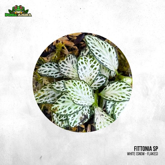 Gambar Tanaman Vivarium Fittonia (mini) - White dari Dunia Anura 99 undefined Tokopedia