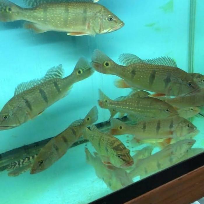 Gambar ikan predator peacock bass kalberi 10cm/ikan predator dari Mutiara Pets undefined Tokopedia