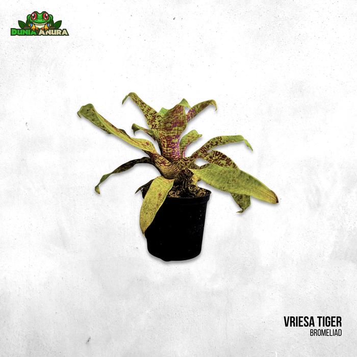 Gambar Tanaman Vivarium Bromelia/Neogerelia - Vriesa Tiger dari Dunia Anura 99 undefined Tokopedia
