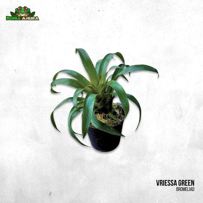 Gambar Tanaman Vivarium Bromelia/Neogerelia - Vriesea Green dari Dunia Anura 99 undefined Tokopedia