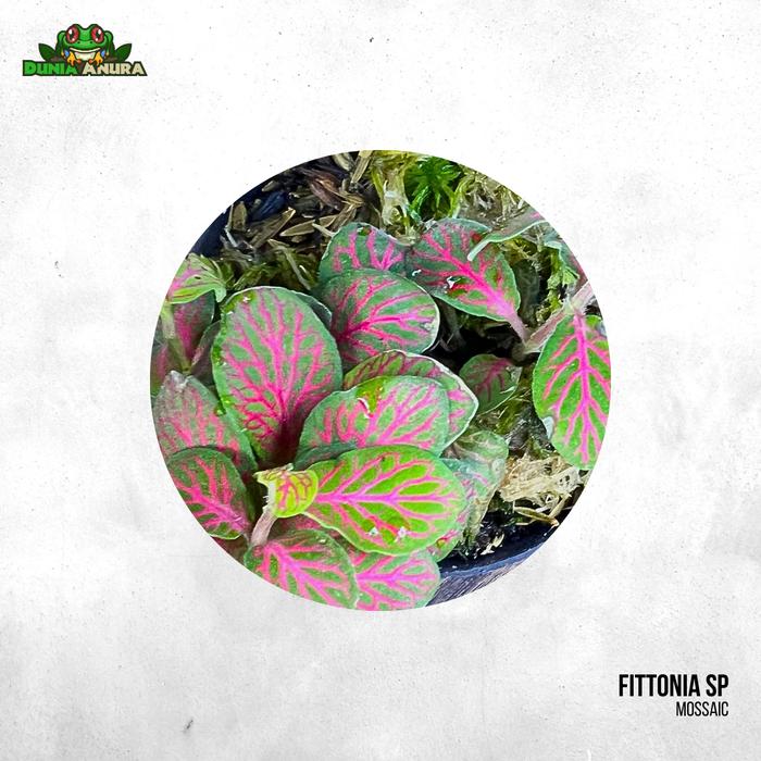Gambar Tanaman Vivarium Fittonia (mini) - Mosaic dari Dunia Anura 99 undefined Tokopedia