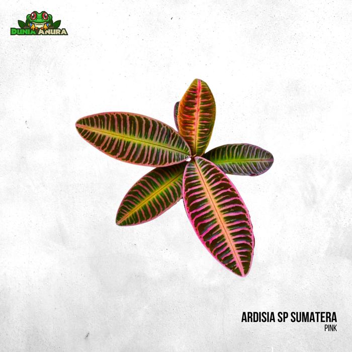 Gambar Tanaman Vivarium Ardisia SP Sumatera (RARE) - Merah Muda dari Dunia Anura 99 undefined Tokopedia