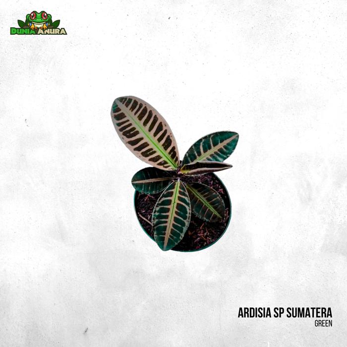 Gambar Tanaman Vivarium Ardisia SP Sumatera (RARE) - Hijau dari Dunia Anura 99 undefined Tokopedia