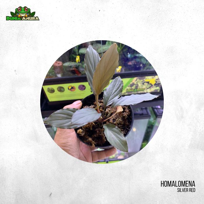 Gambar Tanaman Vivarium Homalomena Sp Silver - Merah Silver dari Dunia Anura 99 undefined Tokopedia
