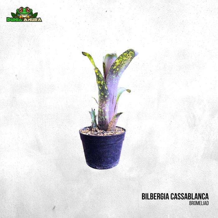 Gambar Tanaman Vivarium Bromelia/Neogerelia - Bilbergia dari Dunia Anura 99 undefined Tokopedia