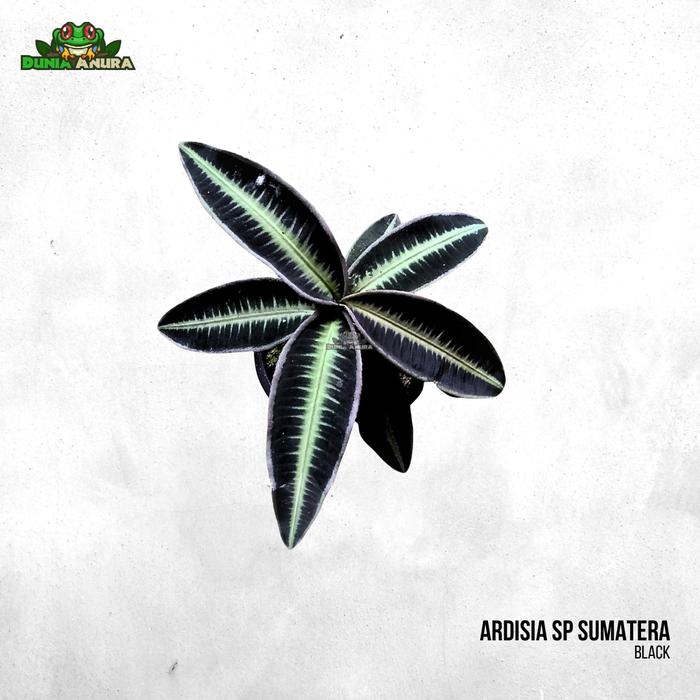 Gambar Tanaman Vivarium Ardisia SP Sumatera (RARE) - Hitam dari Dunia Anura 99 undefined Tokopedia