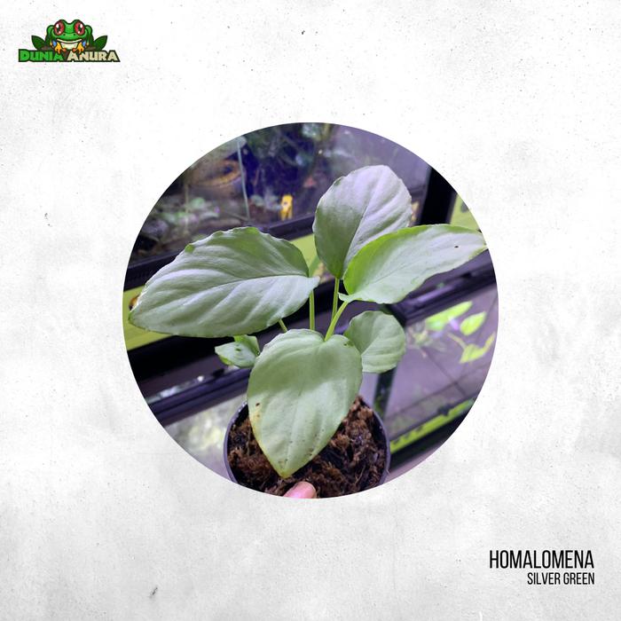 Gambar Tanaman Vivarium Homalomena Sp Silver - Hijau Silver dari Dunia Anura 99 undefined Tokopedia