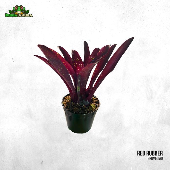 Gambar Tanaman Vivarium Bromelia/Neogerelia - redrubber dari Dunia Anura 99 undefined Tokopedia