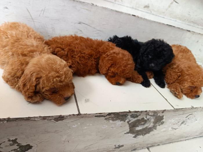 Brown P00dle Rescue Dogs Rescue Standard Poodles Brown Poodles