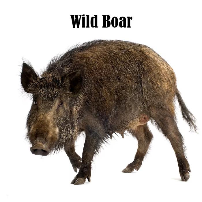 Gambar Wild Boar Jerky - Super Premium Dog Snack - 1-PACK dari RumahBully undefined Tokopedia