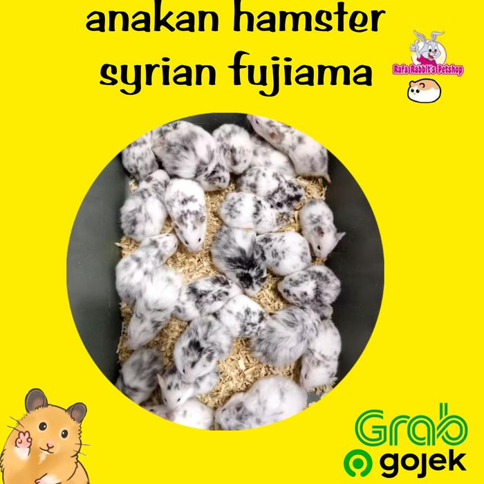 Gambar anakan hamster syrian fujiama hias lucu gemoy tidak gigit khusus gojek dan grab - betina dari RafaRabbit undefined Tokopedia