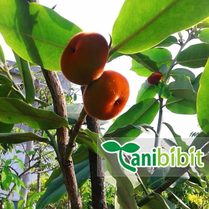 Gambar - Promo Segar - Bibit Pohon Buah Bisbul Bisbull - Tanaman Mentega Unik Langka 1Meter - Premium - dari Nyuknyas undefined Tokopedia