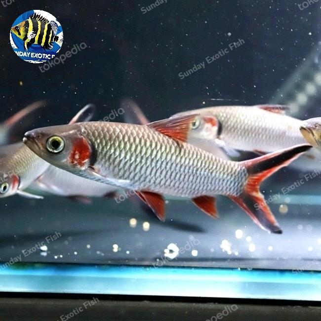 Gambar Red Cheek / Piam - Jelawat Pipi Merah - 10-12cm dari Sunday Exotic Fish undefined Tokopedia