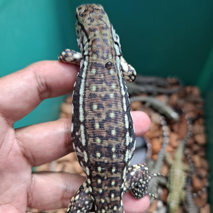 Gambar Tegu Red Hybrid 50% Poshet Albino dari Qlangenan Pet Shop undefined Tokopedia
