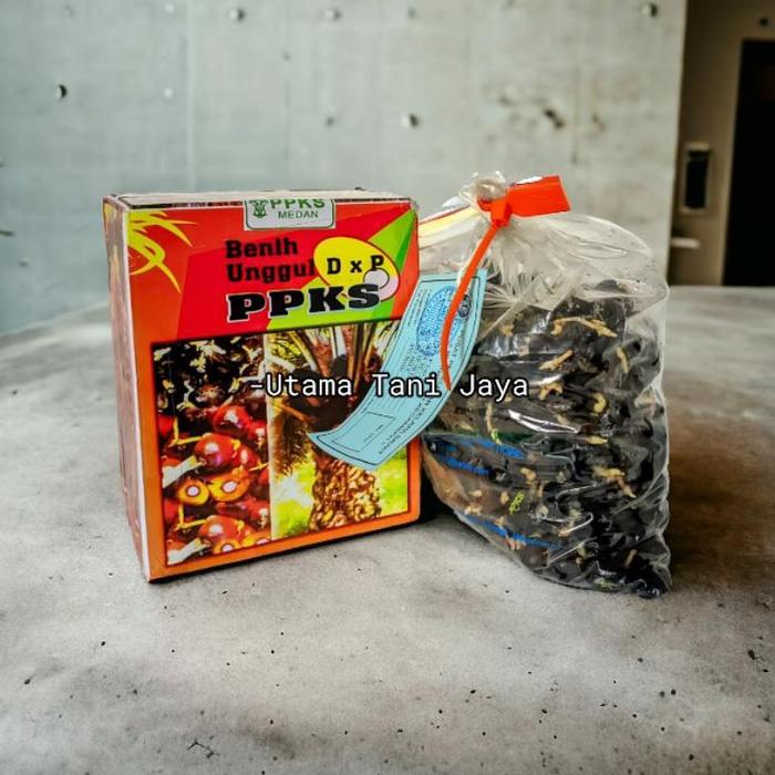 Gambar ORIGINAL Bibit benih sawit unggul bersertifikat - PPKS 239, Isi 150 butir dari CV MELVIS undefined Tokopedia