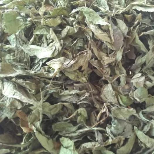 Gambar READY DAUN KERING AFRIKA SELATAN 1 KG dari MAJU LANCAR20 undefined Tokopedia