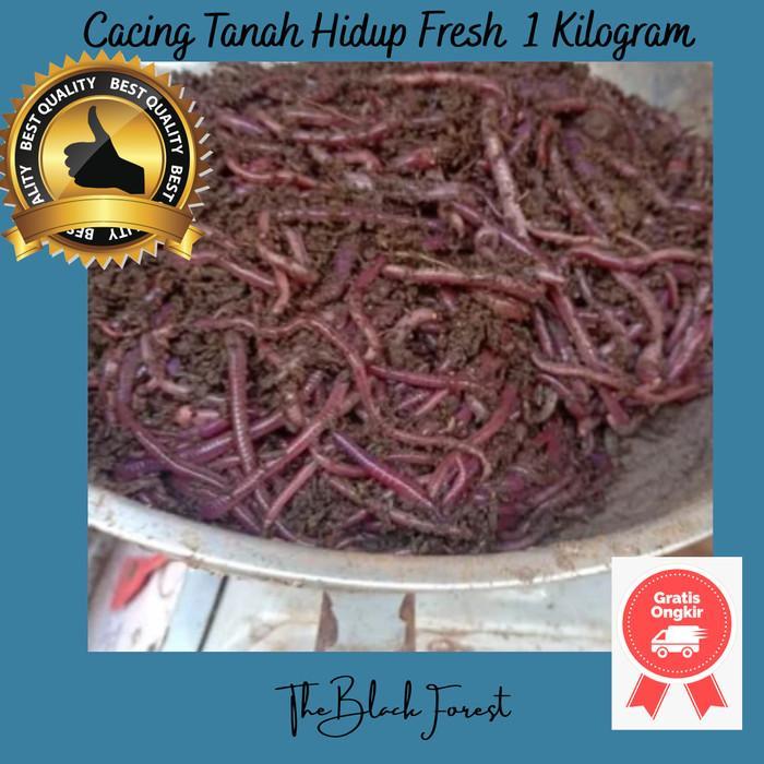 Gambar Cacing Tanah ANC Hidup 1 Kg dari Bulkasoriann undefined Tokopedia