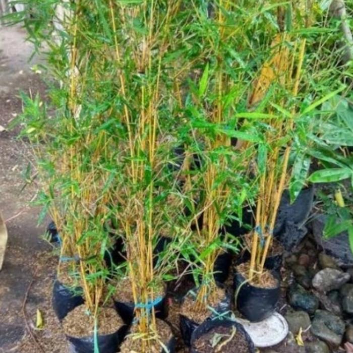 Gambar pohon pring kuning /bambu kuning/tanaman bambu kuning dari sanggar nayla lestari undefined Tokopedia