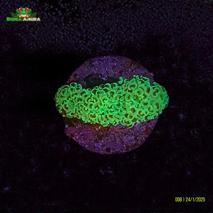 Gambar Koral hias LPS  Siwalan - Hijau Metalic - WYSIWYG - 0008 dari Dunia Anura 99 undefined Tokopedia