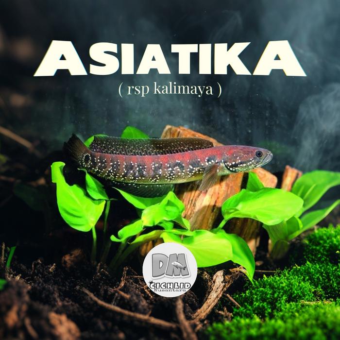 Gambar channa asiatica rsp kalimaya - 10-11cm dari Aquarium dm undefined Tokopedia