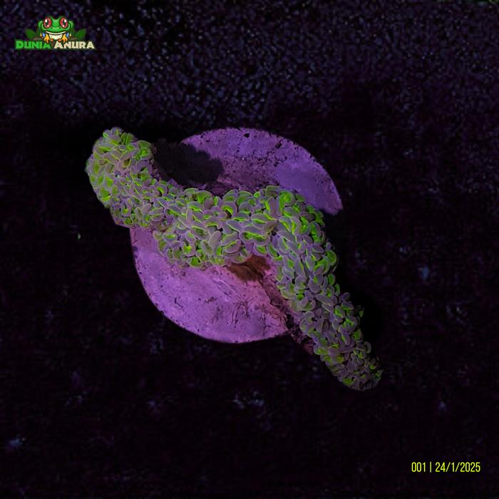 Gambar Koral hias LPS  Siwalan - Hijau Tip Ungu - WYSIWYG - 001 dari Dunia Anura 99 undefined Tokopedia