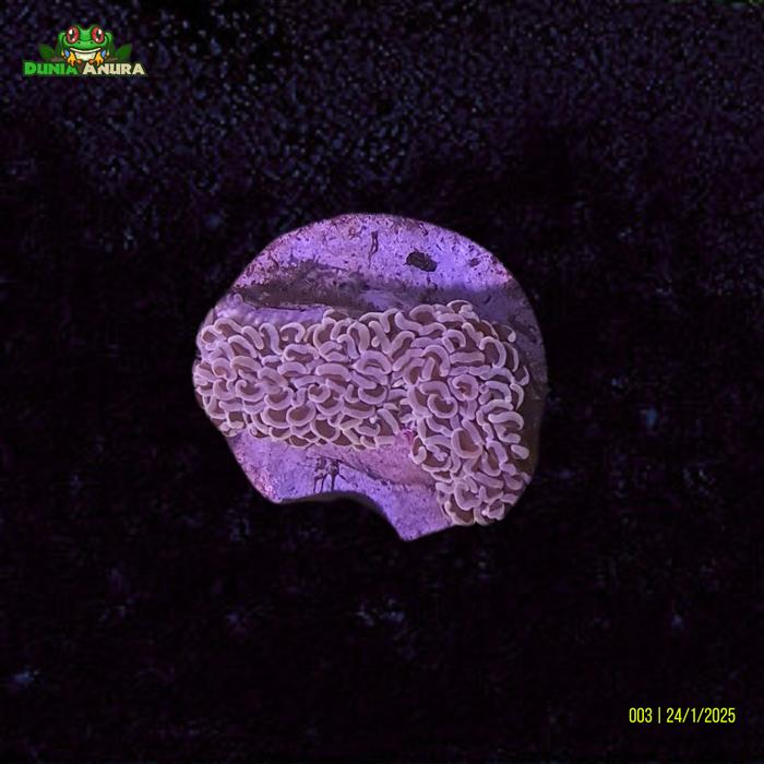 Gambar Koral hias LPS  Siwalan - Orange Metalic - WYSIWYG - 0003 dari Dunia Anura 99 undefined Tokopedia