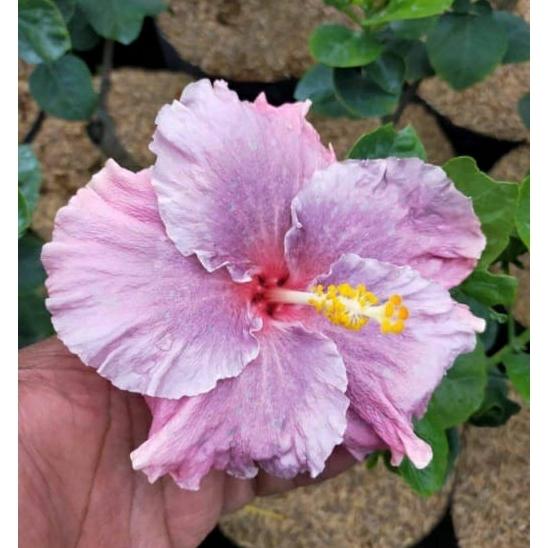 Gambar Tanaman Bunga Hibiscus Bangkok (DIKIRIM KUNCUP)/ Bunga Sepatu Impor / Hibiscus rosa-sinensis L. - Pink tattoo dari Rocketfield Plantary undefined Tokopedia
