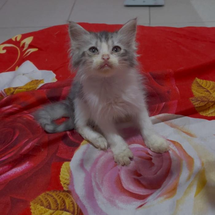 Gambar Kucing persia medium kitten - Putih silver dari Olshoplala undefined Tokopedia