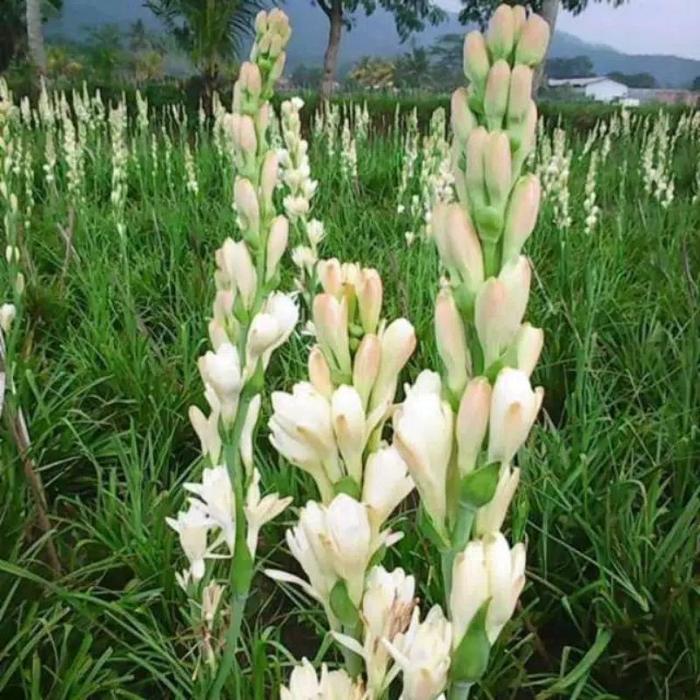 Gambar tanaman hias bunga sedap malam bunga wangi dari TAMAN BUNGA KEDIRI undefined Tokopedia