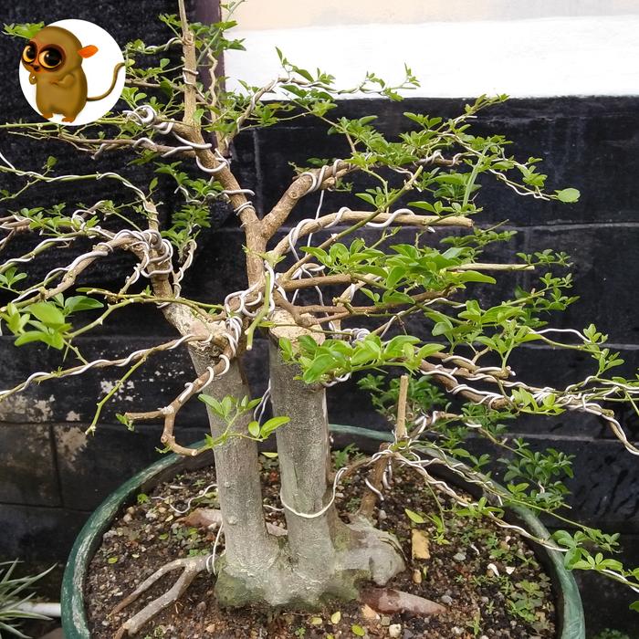 Gambar Bonsai Jeruk Kingkit Twin dari Medio Garden undefined Tokopedia