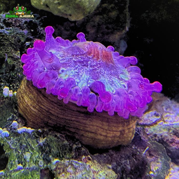 Gambar Anemon bubble tip - Entacmaea quadricolor - Ungu, S dari Dunia Anura 99 undefined Tokopedia