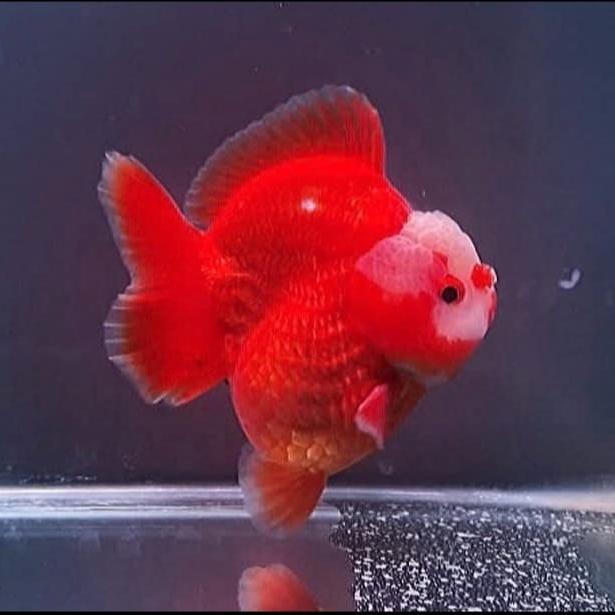 Gambar Ikan Mas Koki Oranda Redwhite Bagong Shorttail Grade High Quality - 7 CM dari Nizam FishAquatic undefined Tokopedia