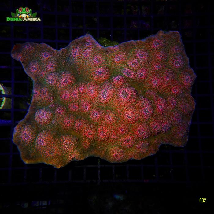 Gambar Koral hias Echinopora sp - Chalice Coral - 001 dari Dunia Anura 99 undefined Tokopedia