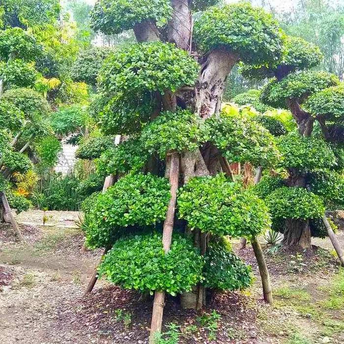 Gambar jual pohon bonsai beringin Korea besar dari berkah taman store undefined Tokopedia