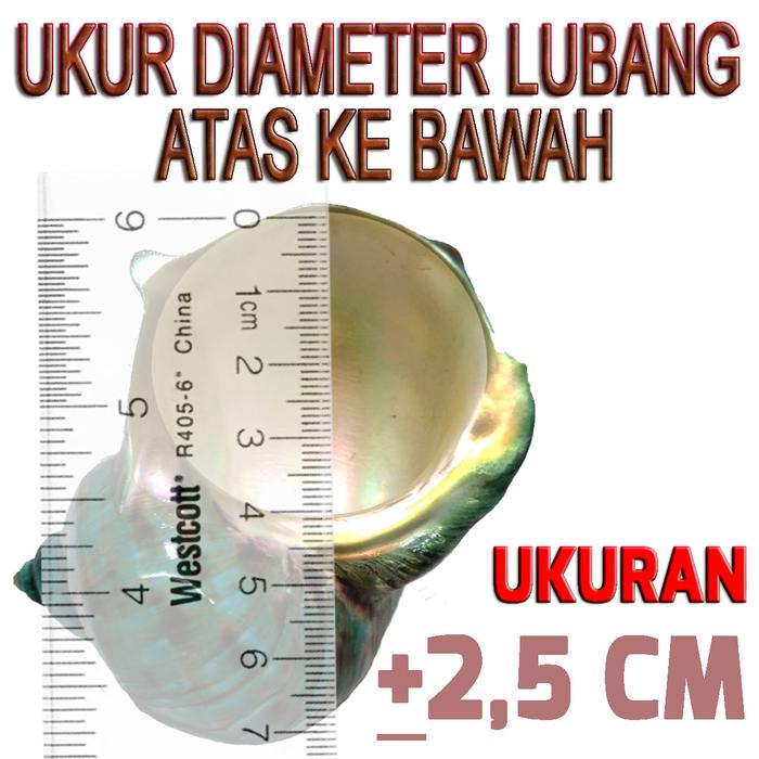 Gambar NS009 cangkang shell rumah kelomang keong umang kumang natural asli - 2.5CM dari reptilestore.id undefined Tokopedia