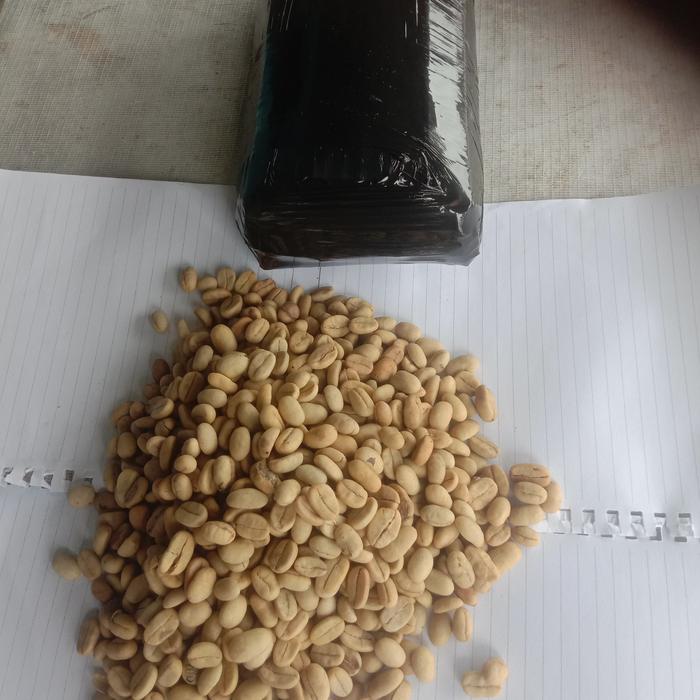 Gambar bibit biji kopi robusta 1000 biji #bijiberkualitas dari TerangTani_NEW undefined Tokopedia