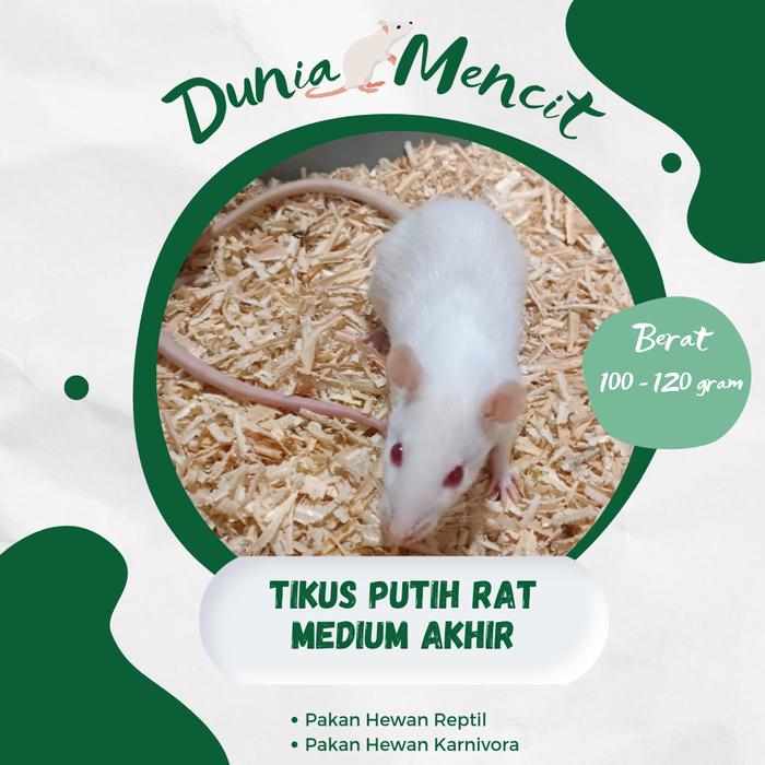 Gambar Tikus Putih Rat Medium Akhir dari Dunia.Mencit01 undefined Tokopedia