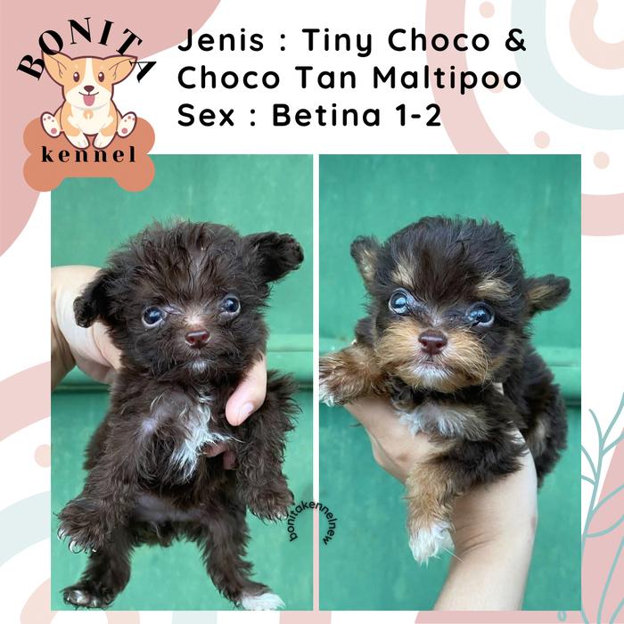 Shih Tzu Teacup Maltese For Sale Craigslist 13 Week Old Shih Tzu