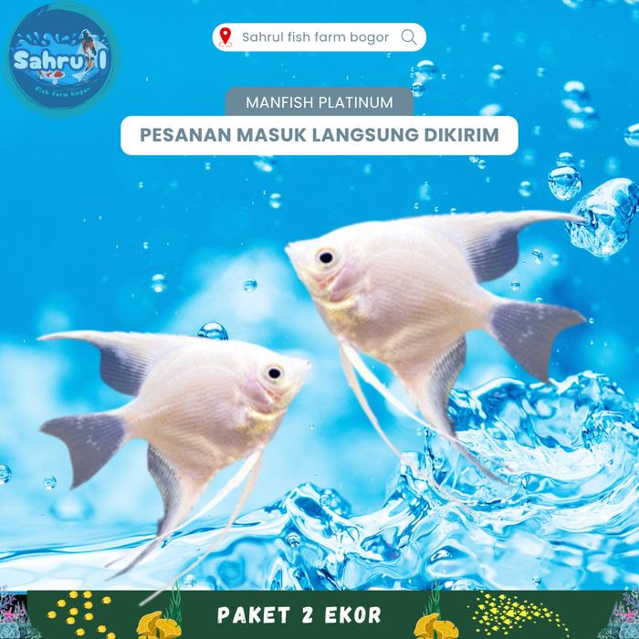 Gambar Manfish Platinum Paket 2ekor dari sahrul fish farm bogor undefined Tokopedia