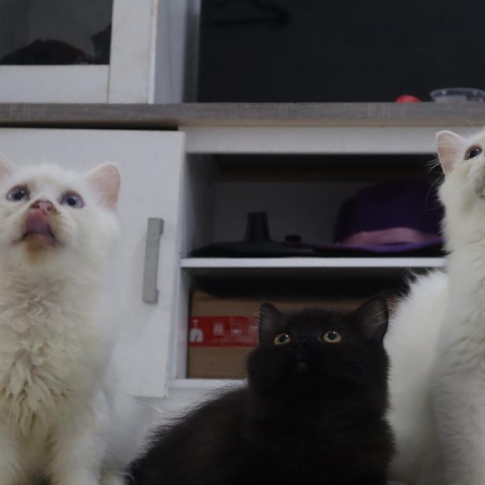 Gambar Kucing kitten Maine coon x munchkin dari Kamilia Pet Shop undefined Tokopedia