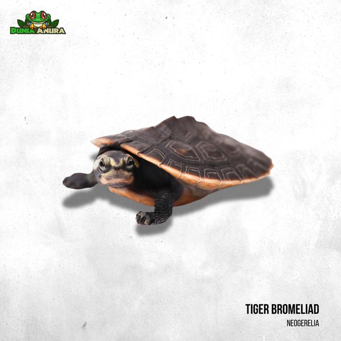 Gambar Emydura subglobosa (Dada merah) dari Dunia Anura 99 undefined Tokopedia