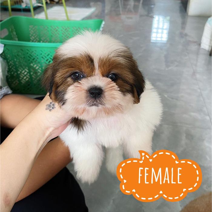 Jual shitzu Kota Tangerang Lulupetshop Tokopedia
