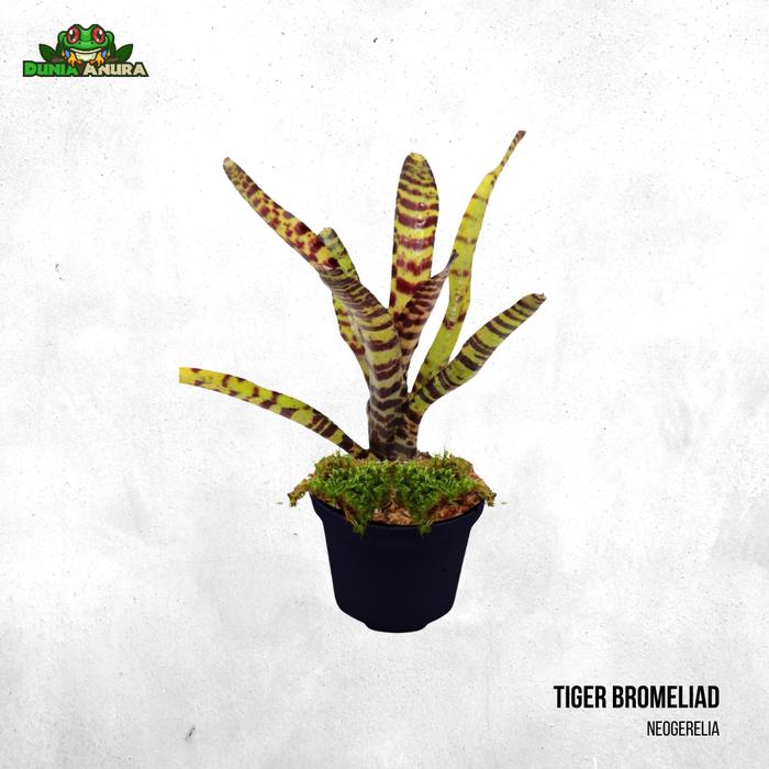 Gambar Tanaman Vivarium Bromelia/Neogerelia - Tiger dari Dunia Anura 99 undefined Tokopedia