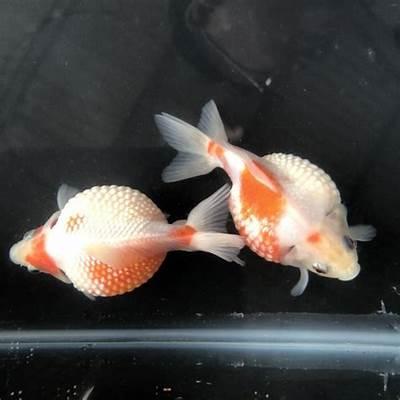 Gambar ikan hias koki mutiara per ekor dari Jw aquatic undefined Tokopedia