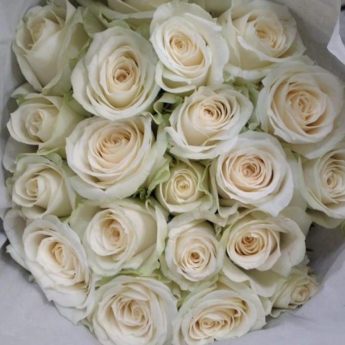 Gambar bunga mawar bandung asli fresh - Putih dari MARKAS BUNGA 25 undefined Tokopedia