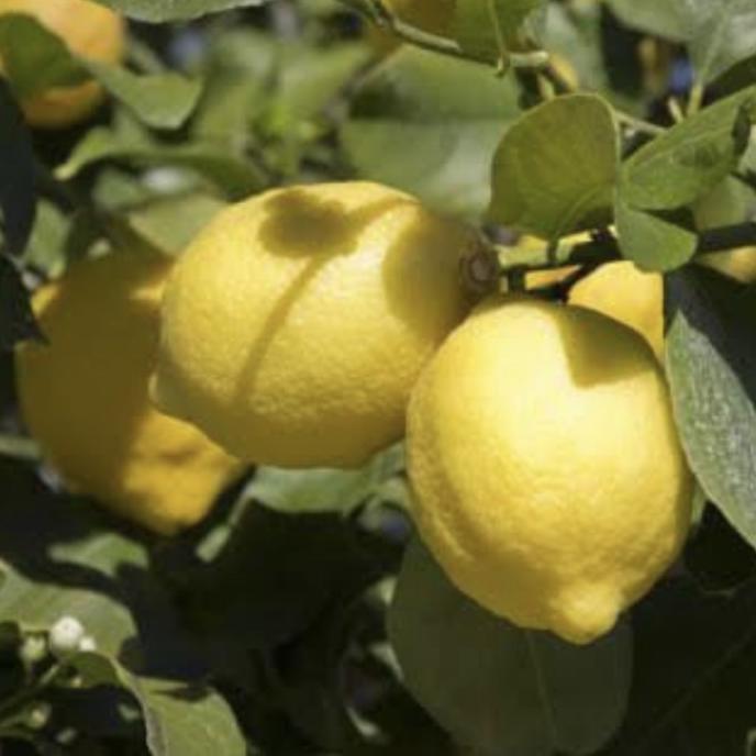Gambar PROMO Bibit Tanaman Buah Jeruk Lemon California Sudah Berbuah // Lemon Im - Lemon lokal dari Toko nadya murah store undefined Tokopedia