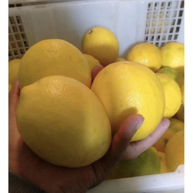 Gambar PROMO Bibit Tanaman Buah Jeruk Lemon California Sudah Berbuah // Lemon Im - Lemon lokal dari Toko nadya murah store undefined 4 Tokopedia